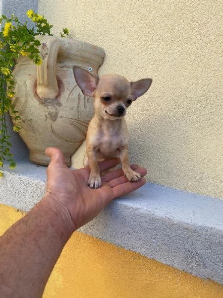 Cuccioli di chihuahua mini toy e toy 