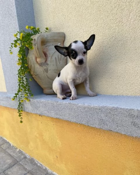 Cuccioli di chihuahua mini toy e toy  | Foto 4