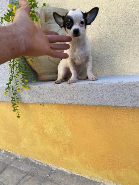 Cuccioli di chihuahua mini toy e toy  | Foto 3
