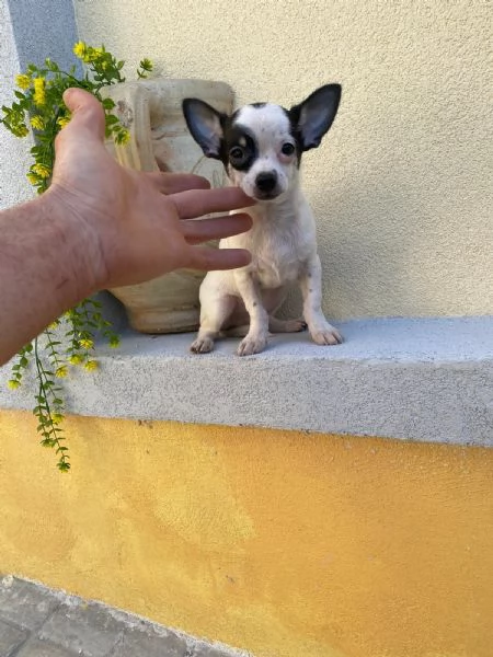 Cuccioli di chihuahua mini toy e toy  | Foto 2
