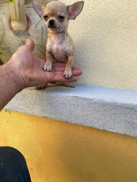 Cuccioli di chihuahua mini toy e toy  | Foto 1