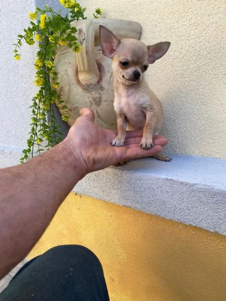 Cuccioli di chihuahua mini toy e toy  | Foto 0