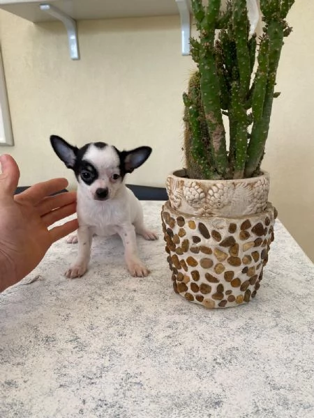 Ultimo cucciolo di chihuahua toy  | Foto 2