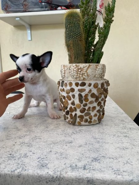 Ultimo cucciolo di chihuahua toy  | Foto 1