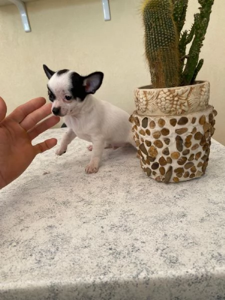 Ultimo cucciolo di chihuahua toy  | Foto 0