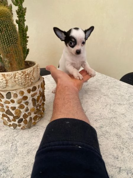 Ultimo cucciolo di chihuahua toy 
