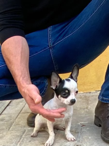 Cucciolo di chihuahua toy  | Foto 1
