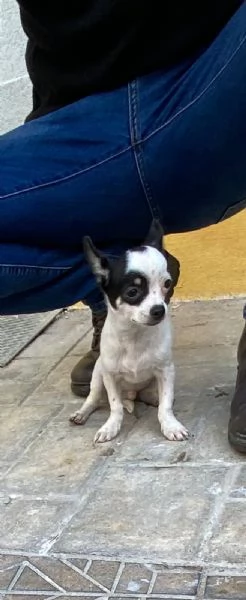 Cucciolo di chihuahua toy  | Foto 0
