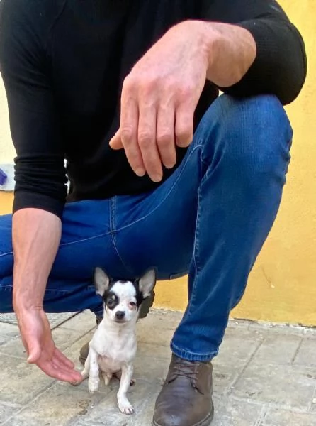 Cucciolo di chihuahua toy 