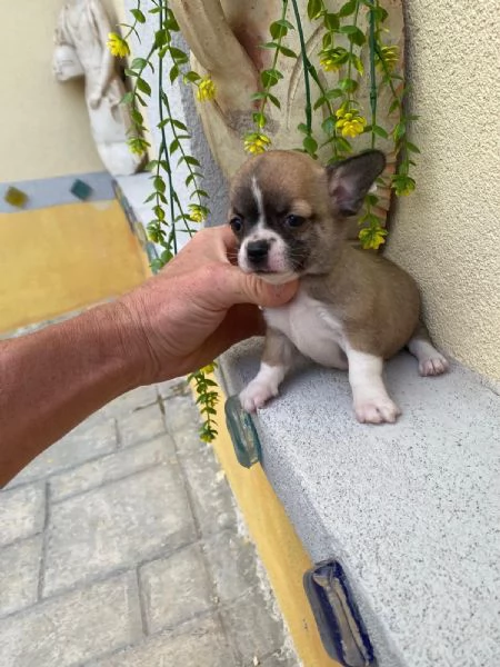 Cuccioli di chihuahua  | Foto 2