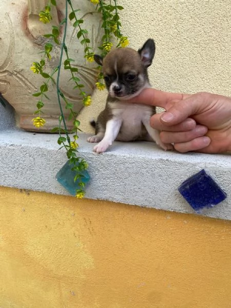 Cuccioli di chihuahua  | Foto 1