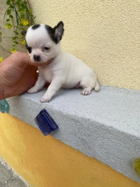 Cuccioli di chihuahua 