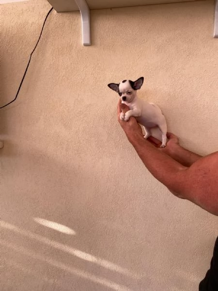 Cuccioli di chihuahua  | Foto 5