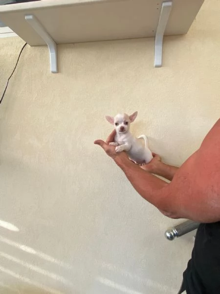 Cuccioli di chihuahua  | Foto 4