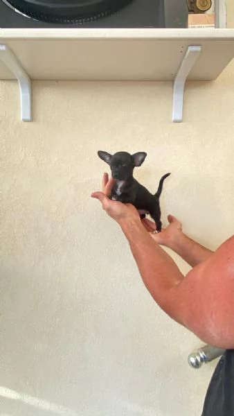 Cuccioli di chihuahua  | Foto 3
