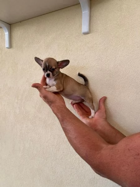 Cuccioli di chihuahua  | Foto 2