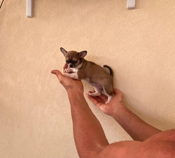 Cuccioli di chihuahua  | Foto 1