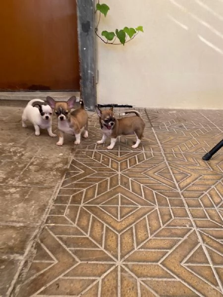 Cuccioli di chihuahua 
