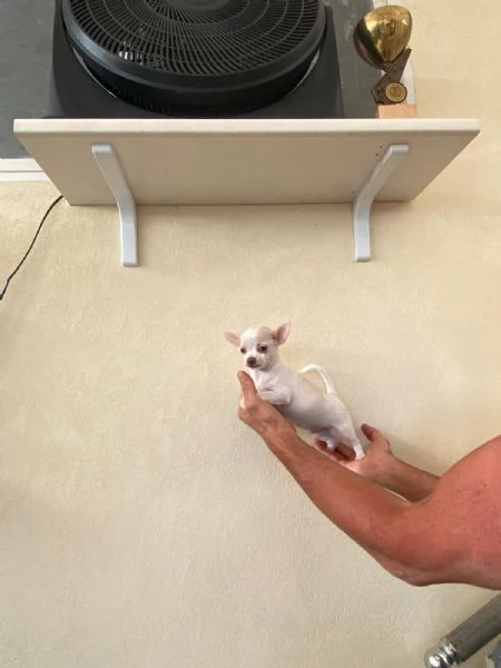 Cuccioli di chihuahua  | Foto 0
