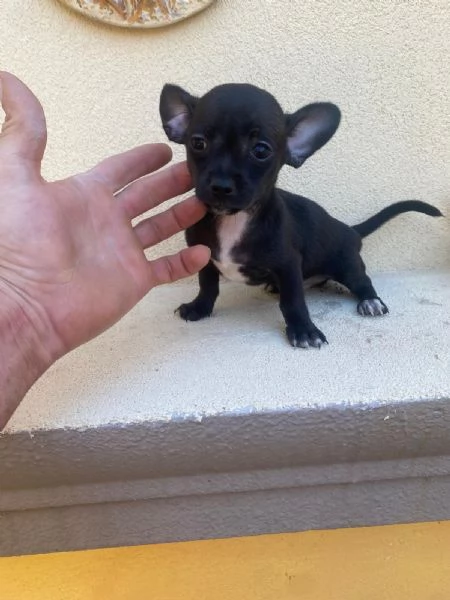 Cuccioli di chiwawa  | Foto 0