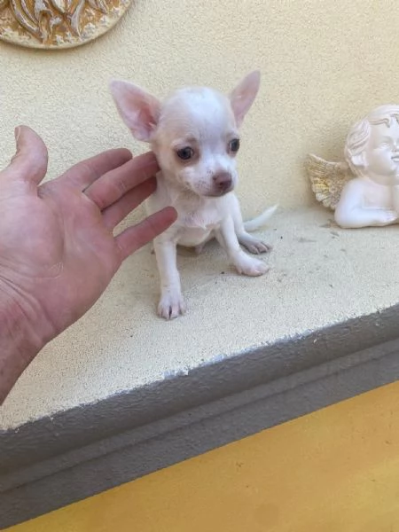 Cuccioli di chiwawa 