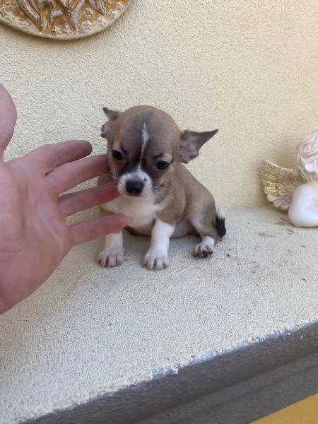 Cuccioli di chihuahua  | Foto 1