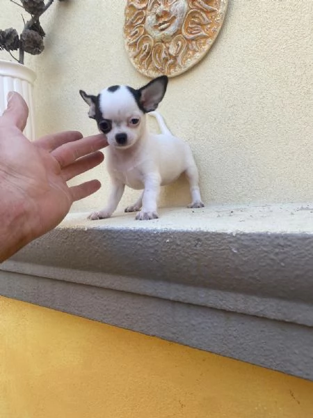 Cuccioli di chihuahua 