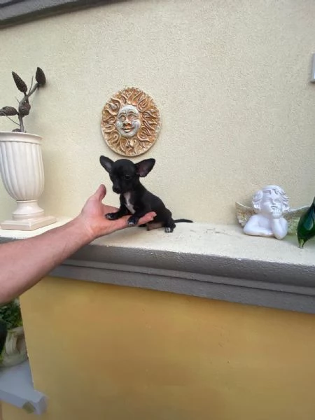 Cuccioli di chihuahua e chihuahua toy  | Foto 3