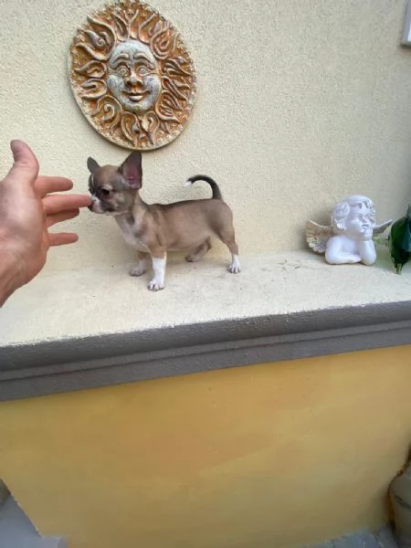 Cuccioli di chihuahua e chihuahua toy  | Foto 2