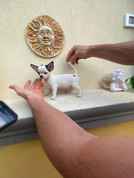 Cuccioli di chihuahua e chihuahua toy  | Foto 1