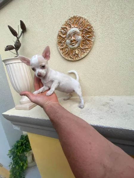 Cuccioli di chihuahua e chihuahua toy  | Foto 0