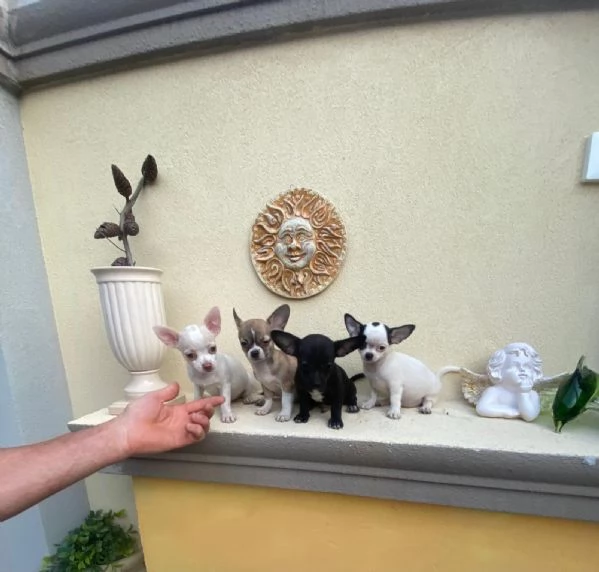 Cuccioli di chihuahua e chihuahua toy 