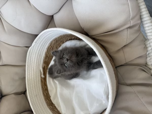 Gattini siberiani | Foto 3