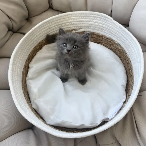Gattini siberiani | Foto 2