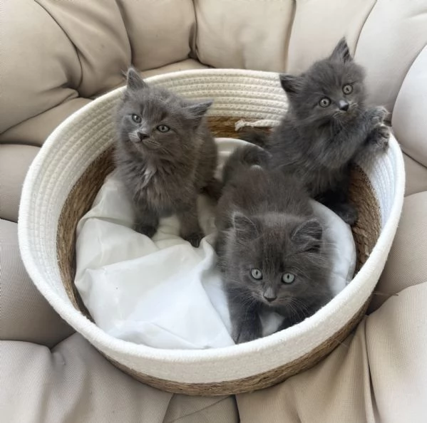 Gattini siberiani | Foto 1
