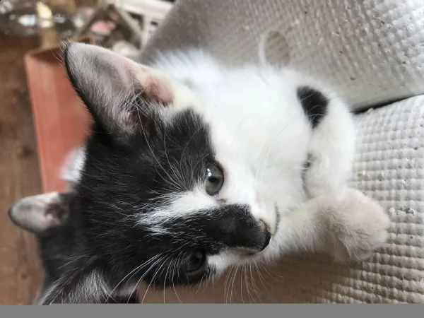3 gattini di 2 mesi  | Foto 0