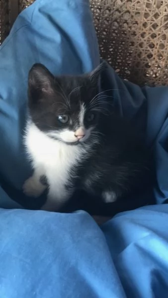 3 gattini di 2 mesi 