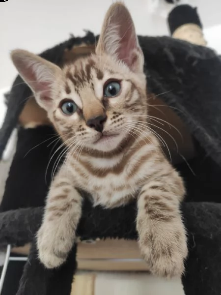 bengala maschio snow mink | Foto 4