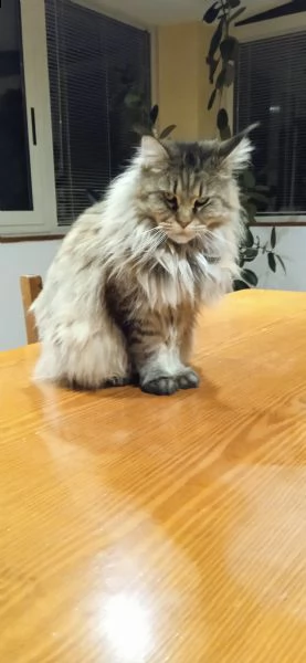 splendida gatta maine coon affettuosa | Foto 4
