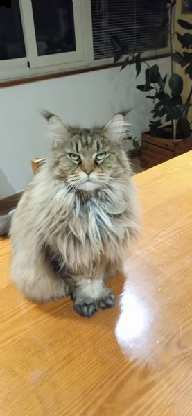 splendida gatta maine coon affettuosa | Foto 3