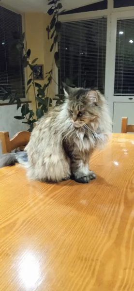 splendida gatta maine coon affettuosa | Foto 2