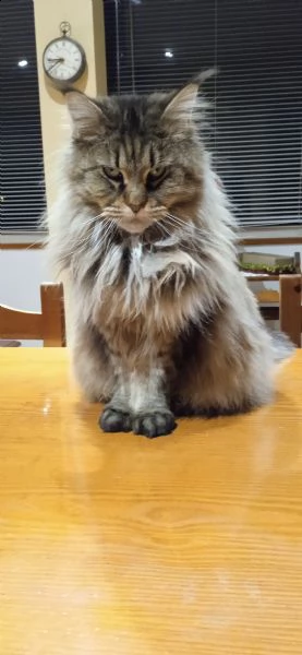 splendida gatta maine coon affettuosa | Foto 1