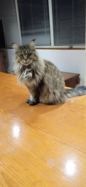 splendida gatta maine coon affettuosa | Foto 0