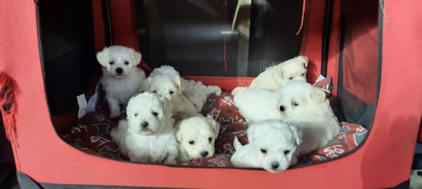 Maltesini mini toy cuccioli | Foto 6