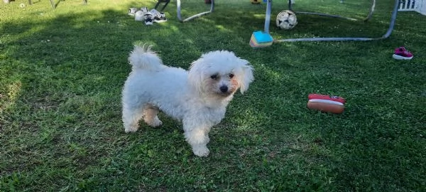 Maltesini mini toy cuccioli | Foto 5