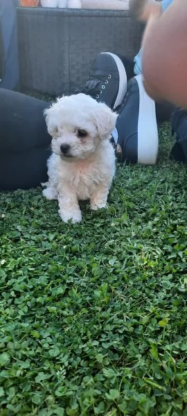 Maltesini mini toy cuccioli | Foto 3