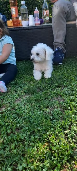 Maltesini mini toy cuccioli | Foto 2