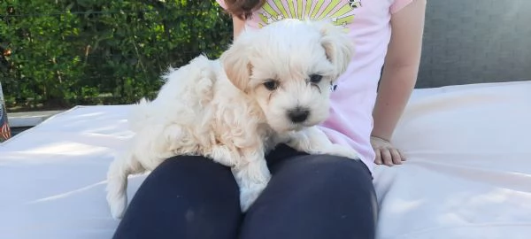 Maltesini mini toy cuccioli | Foto 1