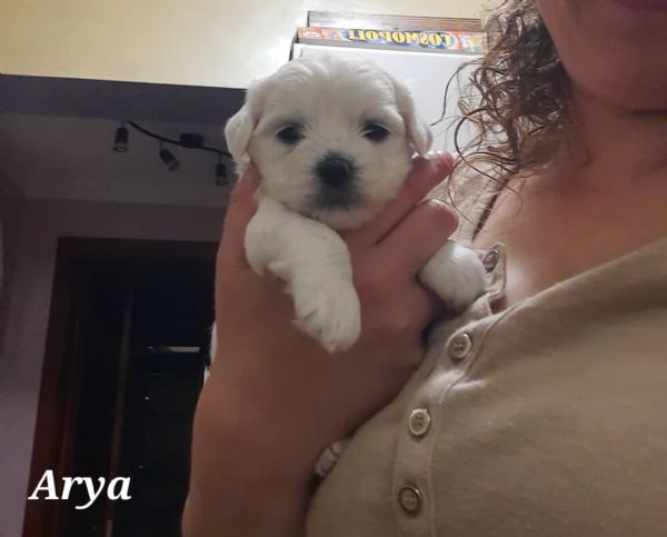Cuccioli maltesi maschi e femmine pelo liscio e pelo riccio taglia piccola e mini toy  | Foto 4
