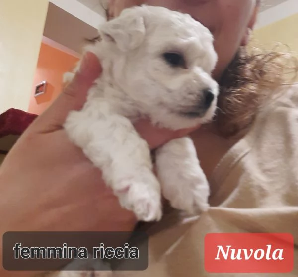 Cuccioli maltesi maschi e femmine pelo liscio e pelo riccio taglia piccola e mini toy 